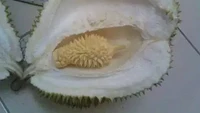 Membeli buah durian dari pedagang buah kaki lima, netizen ini temukan benda tak terduga. Ia mendapatkan sebuah durian kecil di dalam durian besar. Foto: 1cak.com