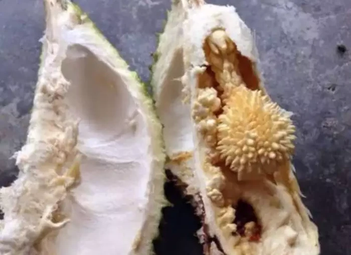 Durian zonk Zonk! 10 Netizen Ini Rugi Besar Gegara Dapat Durian Kosong