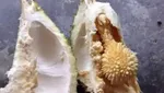 Zonk! 10 Netizen Ini Rugi Besar Gegara Dapat Durian Kosong