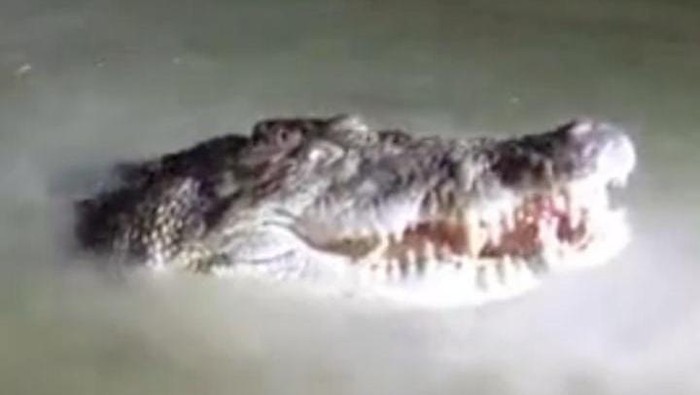 Kemunculan buaya 4 meter di Sungai Konaweha menjadi tontonan warga sekitar.
