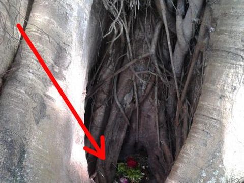 Tanda panah sisa batu candi yang dikeramatkan dan disebut punden 'Mbah Kepolo' dililit akar pohon