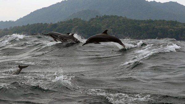 Kawanan lumba-lumba yang biasanya muncul setiap pagi di perairan Selat Malaka yaitu di kawasan Pulau Seulako, Sabang tersebut menjadi salah satu daya tarik bagi wisatawan untuk berkunjung ke daerah itu. Irwansyah Putra/Antara Foto