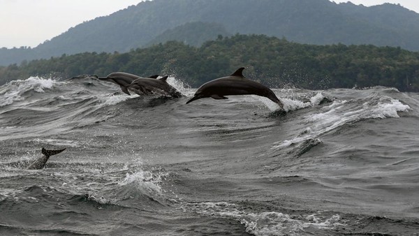 Kawanan lumba-lumba yang biasanya muncul setiap pagi di perairan Selat Malaka yaitu di kawasan Pulau Seulako, Sabang tersebut menjadi salah satu daya tarik bagi wisatawan untuk berkunjung ke daerah itu. Irwansyah Putra/Antara Foto Kawanan lumba-lumba yang biasanya muncul setiap pagi di perairan Selat Malaka yaitu di kawasan Pulau Seulako, Sabang tersebut menjadi salah satu daya tarik bagi wisatawan untuk berkunjung ke daerah itu. Irwansyah Putra/Antara Foto