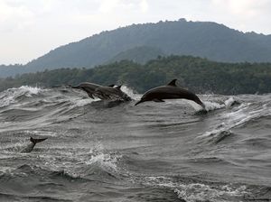 10 Hewan Paling Cerdas di Dunia Menurut Ilmuwan