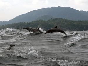 5 Mamalia Laut Terpintar, Ada Paus dan Lumba-Lumba