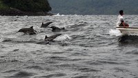 Kawanan lumba-lumba muncul di samping perahu wisatawan di perairan Selat Malaka, Sabang, Aceh, Minggu (29/1/2023). Irwansyah Putra/Antara Foto