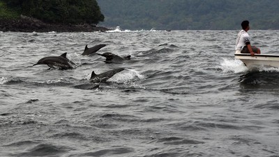 Seru! Lihat Kawanan Lumba-lumba di Selat Malaka