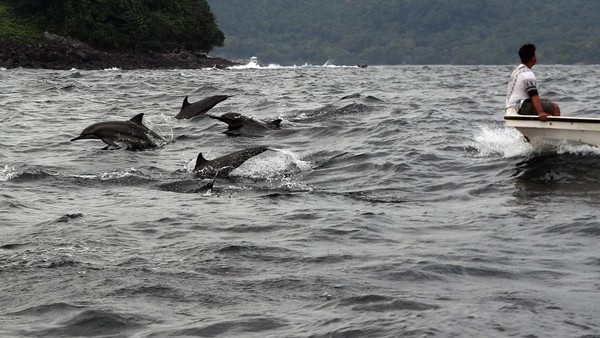 Kawanan lumba-lumba muncul di samping perahu wisatawan di perairan Selat Malaka, Sabang, Aceh, Minggu (29/1/2023). Irwansyah Putra/Antara Foto Kawanan lumba-lumba muncul di samping perahu wisatawan di perairan Selat Malaka, Sabang, Aceh, Minggu (29/1/2023). Irwansyah Putra/Antara Foto