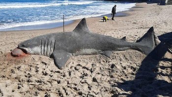 Hiu yang terdampar di pinggir pantai. Foto: Andoni Bastarrika via Boredpanda.