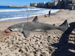 10 Potret Hewan yang Terbuat dari Pasir, Mirip Banget sama Aslinya