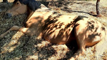 Lalu ada kuda yang sedang berbaring ditumpukan jerami. Foto: Andoni Bastarrika via Boredpanda.