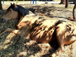 10 Potret Hewan yang Terbuat dari Pasir, Mirip Banget sama Aslinya
