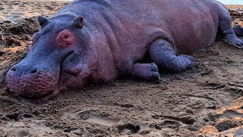 Pertama ada seekor kuda nil di pinggir pantai. Tampak sungguhan ya detikers. Foto: Andoni Bastarrika via Boredpanda.
