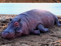 10 Potret Hewan yang Terbuat dari Pasir, Mirip Banget sama Aslinya