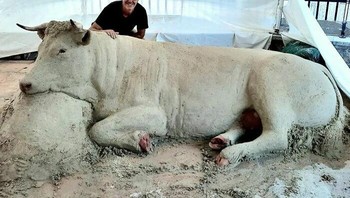 Sapinya terlihat begitu nurut ya. Foto: Andoni Bastarrika via Boredpanda.