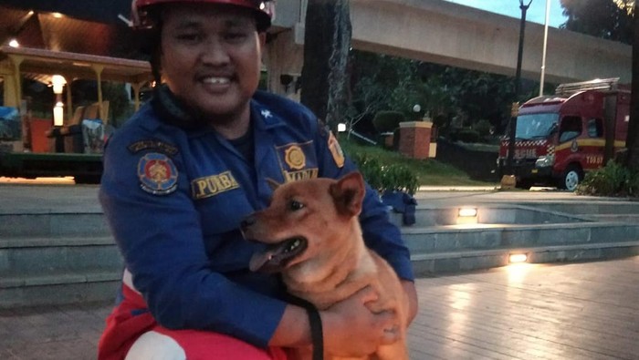Damkar selamatkan anjing liar terjebak di tengah danau miniatur TMII