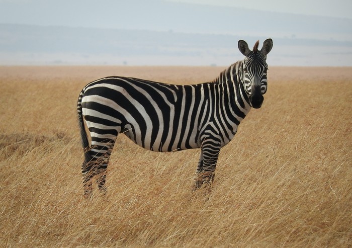 Hari Zebra Internasional 2023.