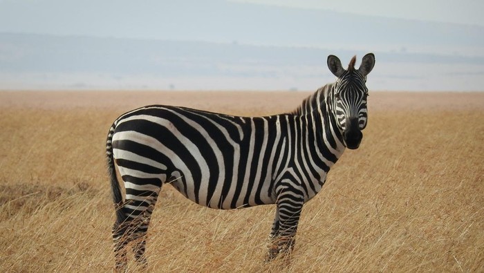 Hari Zebra Internasional 2023.