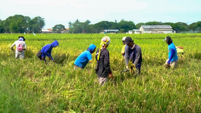 Ilustrasi Petani Panen Padi