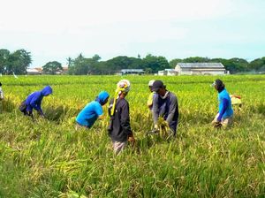 Video: Hasil Panen Padi di Jakarta Turun