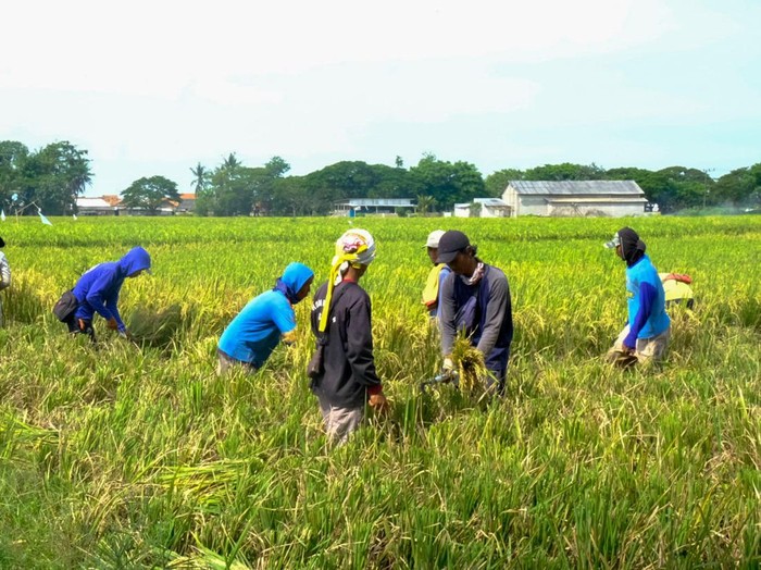 Ilustrasi Petani Panen Padi