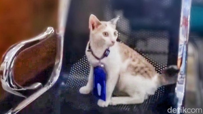kucing penerima tamu di samsat situbondo