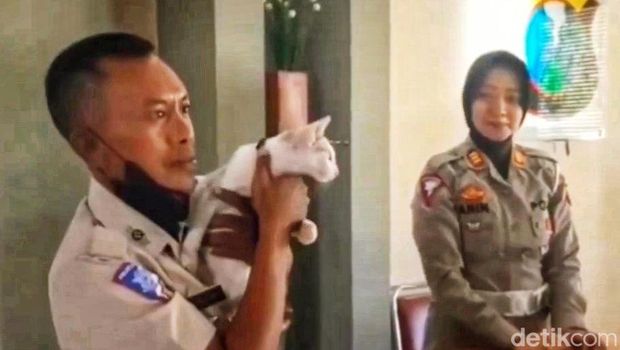 kucing penerima tamu di samsat situbondo