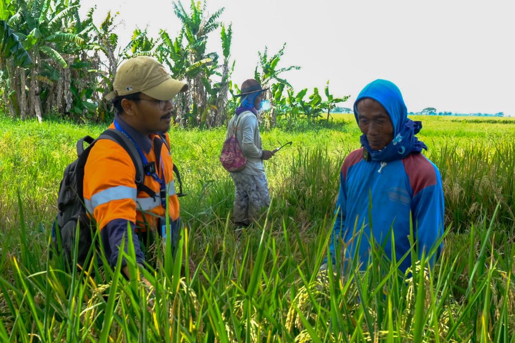 Mitra Petani Wilmar Padi