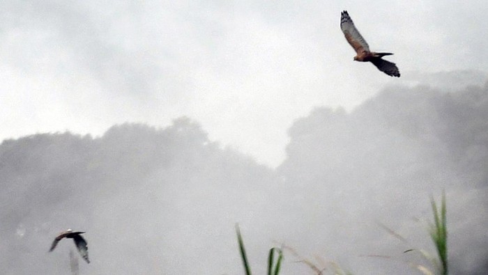Dua ekor burung Elang Jawa (Nisaetus bartelsi) terbang diudara saat pelepasliaran di kaki Gunung Gede Pangrango, Taman Safari Indonesia, Cisarua, Kabupaten Bogor, Jawa Barat, Senin (30/1/2023). Taman Safari Indonesia bekerja sama dengan Pusat Suaka Satwa Elang Jawa, Balai Taman Nasional Gunung Halimun Salak, Balai Taman Nasional Gunung Gede Pangrango, Balai Besar Konservasi Sumber Daya Alam dan PT Smelting melakukan pelepasliaran dua ekor burung Elang Jawa (Nisaetus bartelsi) dengan jenis kelamin jantan bernama Parama dan jenis kelamin betina bernama Jelita yang bertujuan mengembalikan peran dan fungsi ekologis serta biologis satwa yang dilepasliarkan ke habitat alaminya. ANTARA FOTO/Arif Firmansyah/aww.