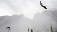 Taman Safari Indonesia Lepasliarkan Dua Ekor Elang Jawa