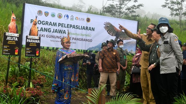 Direktur Konservasi Keanekaragaman Hayati, Spesies dan Genetik Kementerian Lingkungan Hidup dan Kehutanan Indra Exploitasia (kanan depan) bersama Direktur Taman Safari Indonesia Jansen Manansang (tengah) dan Plt Bupati Bogor Iwan Setiawan (kiri depan) bersiap melakukan pelepasliaran burung Elang Jawa (Nisaetus bartelsi) di kaki Gunung Gede Pangrango, Taman Safari Indonesia, Cisarua, Kabupaten Bogor, Jawa Barat, Senin (30/1/2023).