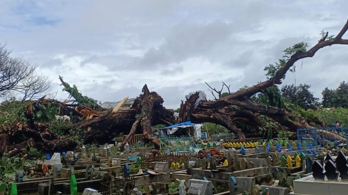 Pohon tumbang di TPU Dadi, Makassar, Sulsel.