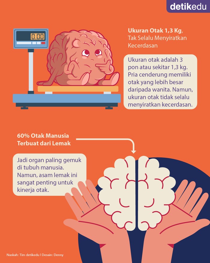 10 Fakta Sains tentang Otak Manusia