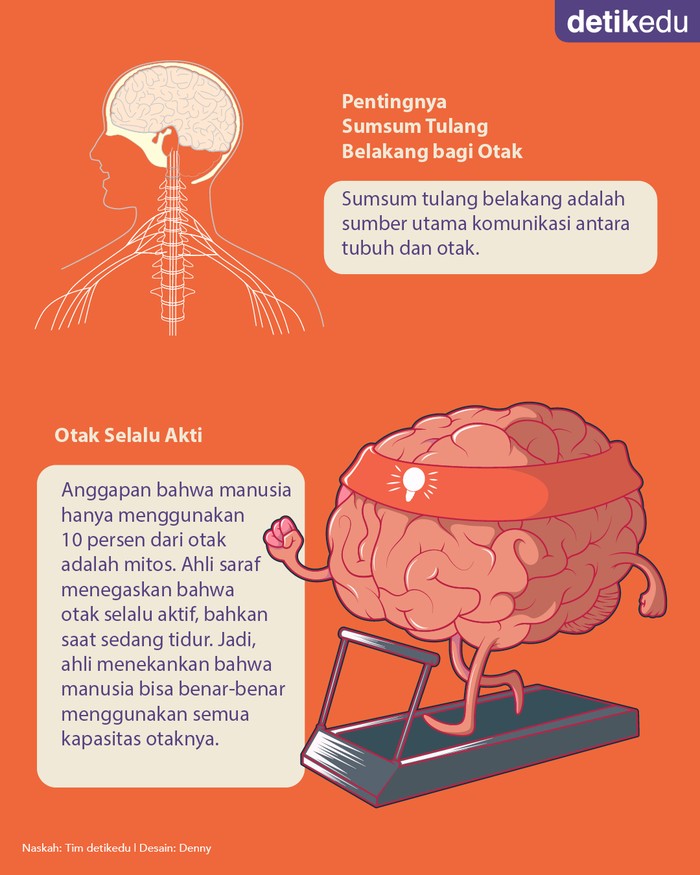 Infografis Menakjubkan 10 Fakta Sains Tentang Otak Manusia
