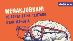 Infografis: Menakjubkan! 10 Fakta Sains tentang Otak Manusia