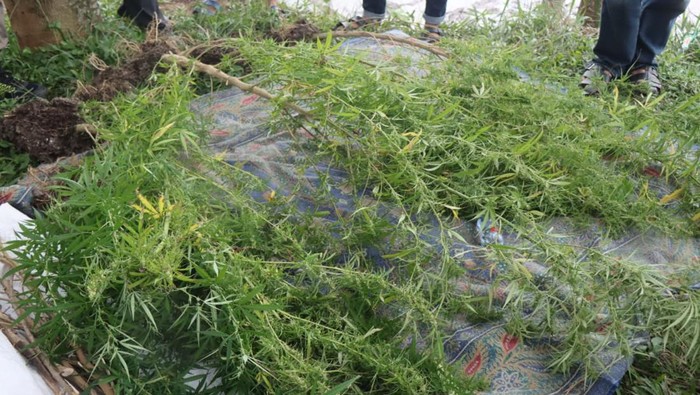 Batang pohon ganja yang ditemukan di Garut