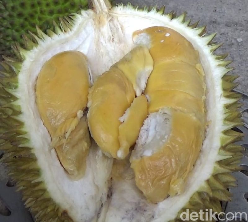 durian mentega lereng semeru di lumajang