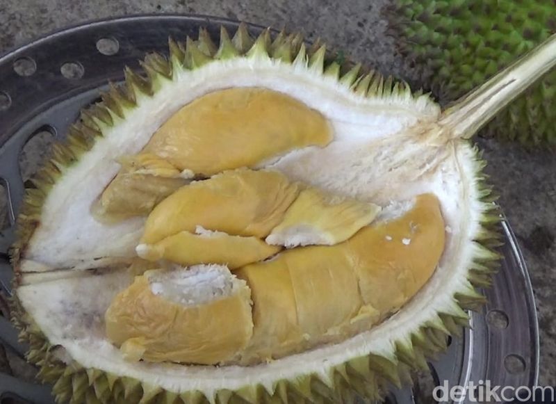 durian mentega lereng semeru di lumajang