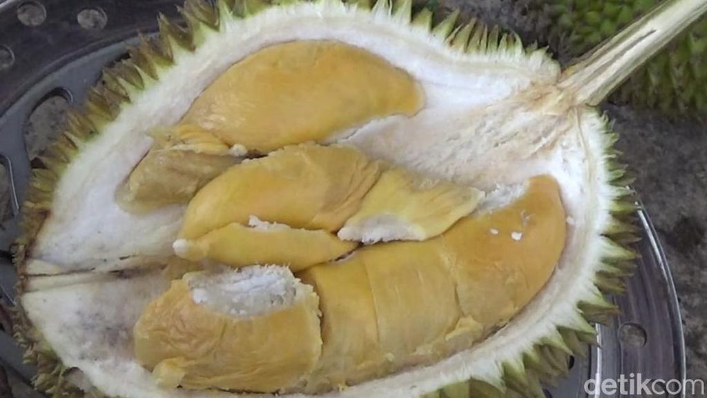 Dari Lereng Semeru Ada Durian Mentega yang Lembut Creamy