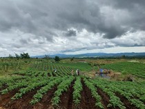 Mengevaluasi Hasil Food Estate
