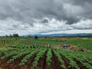 Kementan Ungkap Capaian Food Estate di Humbahas Sumatera Utara