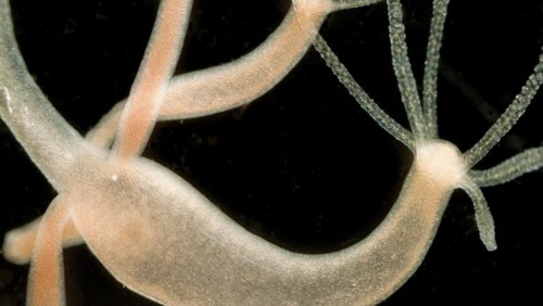 Brown hydra budding, Hydra oligactis. Fresh water, Diamond Lake, Oregon, USA. Live specimen, wet mount, 2.5X, oblique reflected illumination.
