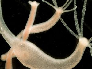 Hydra Bisa Hidup Abadi Meski Kepalanya Terpenggal, Ini Rahasianya