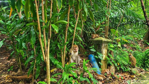 Monyet berkeliaran di batu raksasa Sukabumi