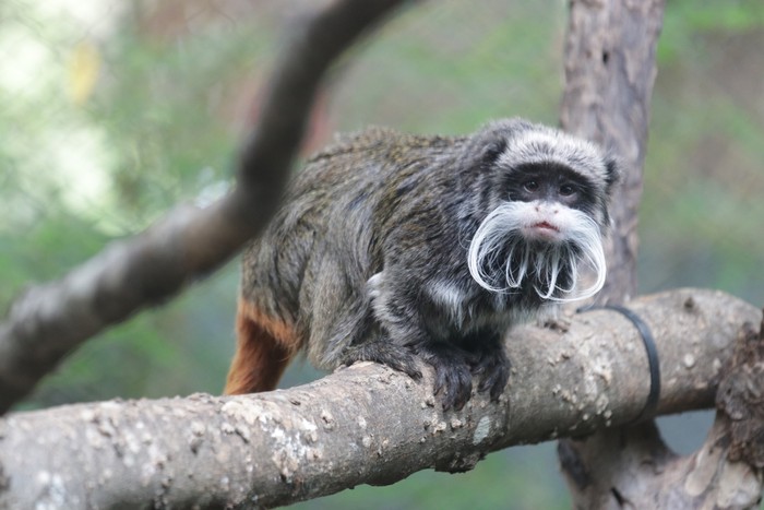 Monyet tamarin yang hilang di Dallas Zoo