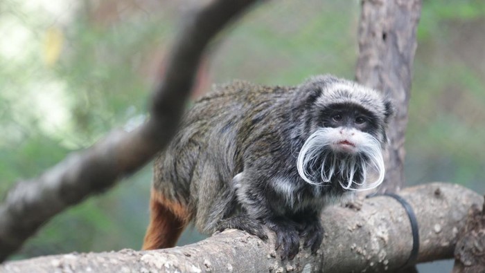 Monyet tamarin yang hilang di Dallas Zoo