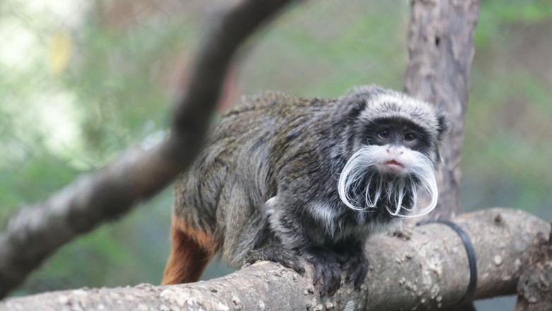 Monyet tamarin yang hilang di Dallas Zoo