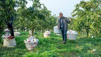 Bahkan, para petani di China ini masih menggunakan peralatan sederhana saat memanggul jeruk.