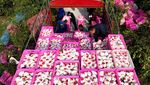 Syahdunya Panen Jeruk di China