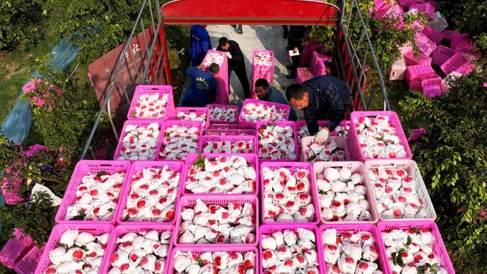 DANLING, CHINA - JANUARY 30: Farmers load crates of oranges onto a truck in a field on January 30, 2023 in Danling County, Meishan City, Sichuan Province of China. (Photo by Liu Zhongjun/China News Service/VCG via Getty Images)